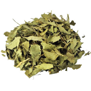 Espinheira Santa Maytenus