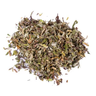 artemisia