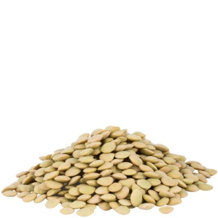 Lentilha Canadense